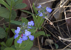 Salvia brevipes