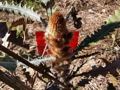 Banksia victoriae