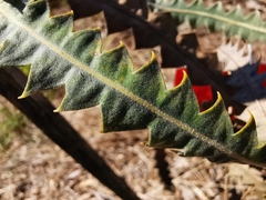 Banksia victoriae