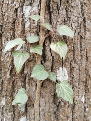 Hedera helix