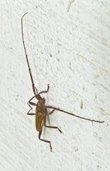 Xystrocera globosa