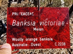 Banksia victoriae