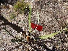 Banksia victoriae