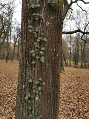 Hedera helix