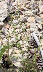 Scrophularia exilis