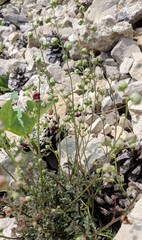 Scrophularia exilis