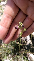 Scrophularia exilis