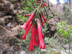 Cantua buxifolia