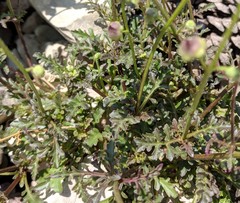 Scrophularia exilis