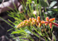 Sinningia allagophylla
