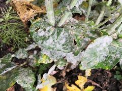 Erysiphe cruciferarum