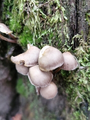 Mycena