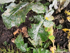 Erysiphe cruciferarum