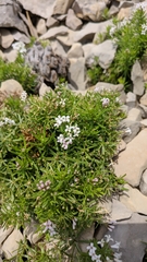 Asperula cretacea