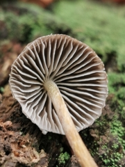 Mycena