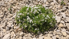 Asperula cretacea
