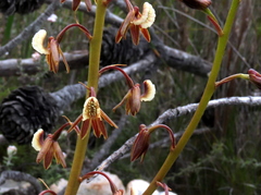 Eulophia bolusii