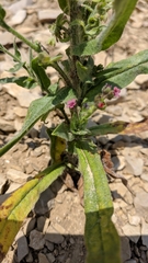 Cynoglossum germanicum