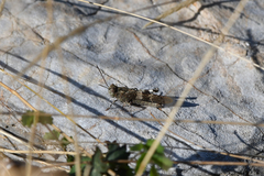 Oedipoda germanica meridionalis