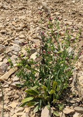Cynoglossum germanicum