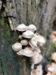 Mycena