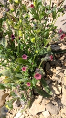 Cynoglossum germanicum