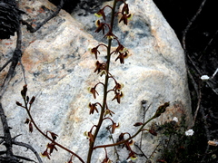 Eulophia bolusii