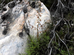 Eulophia bolusii