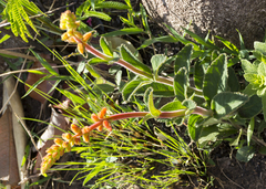Sinningia allagophylla