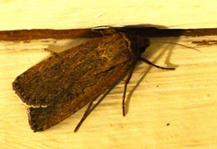 Athetiina