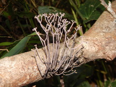 Thamnomyces chamissonis