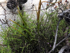 Eulophia bolusii