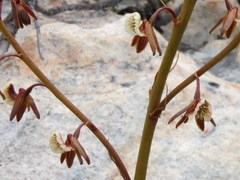 Eulophia bolusii