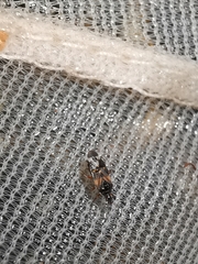 Anthocoris nemoralis