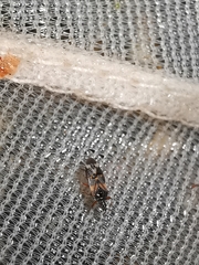 Anthocoris nemoralis