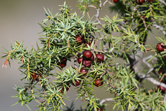 Juniperus deltoides