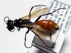 Podalonia fera