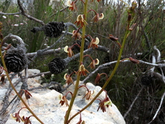 Eulophia bolusii