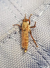 Asilidae