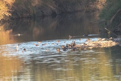 Tachybaptus dominicus