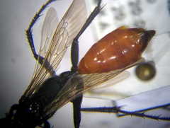 Podalonia fera