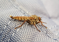 Asilidae