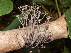 Thamnomyces chamissonis