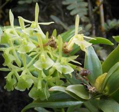 Epidendrum difforme