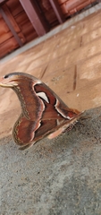 Attacus