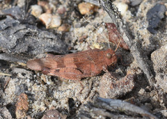 Oedipoda caerulescens