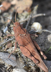 Oedipoda caerulescens