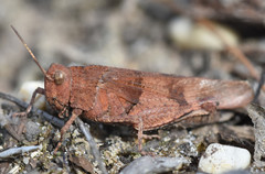 Oedipoda caerulescens