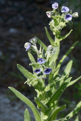 Cynoglossum creticum