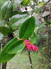 Image of Cavendishia allenii